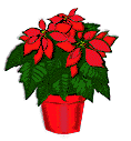 Poinsettia (3883 bytes)