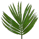 Palm Leaves (3109 bytes)